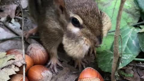 It’s going to be ok baby, daddy is going to Give you all the nuts you need for winter