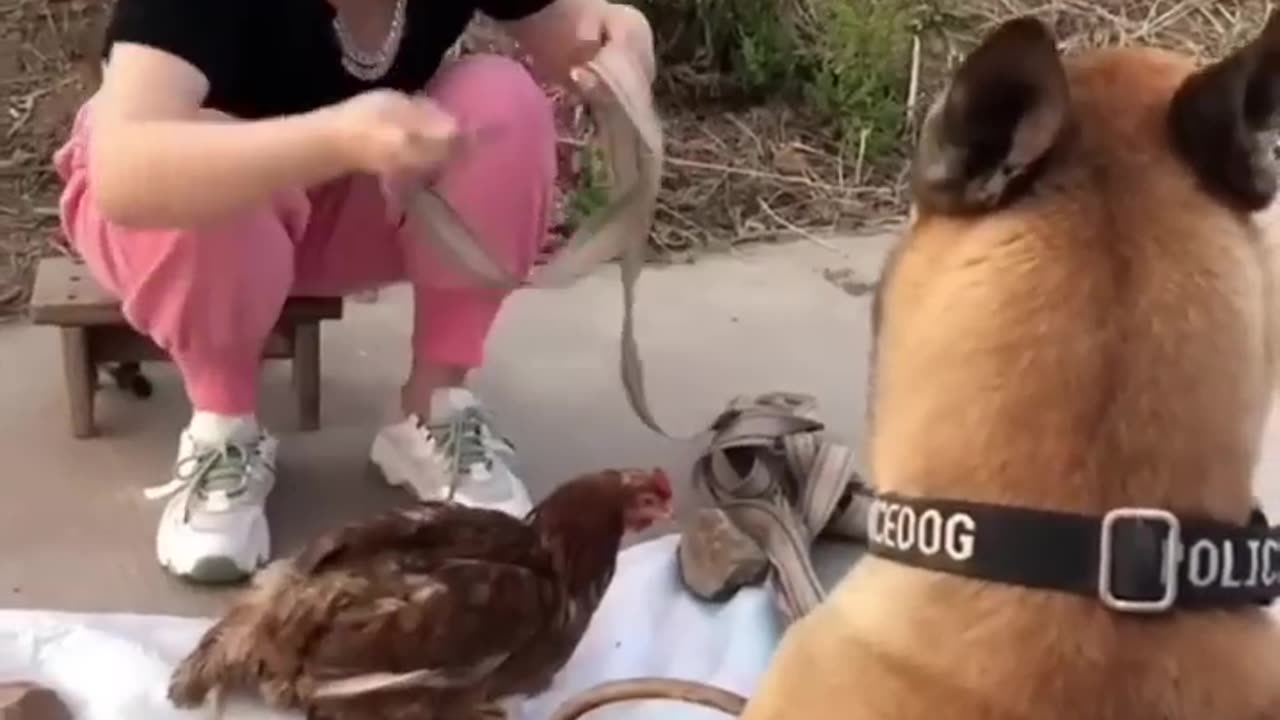 Dog funny moments