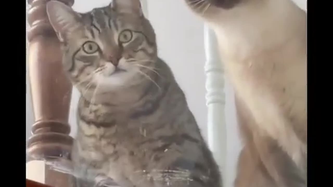 Cat Watching Dog Lover Funny Video