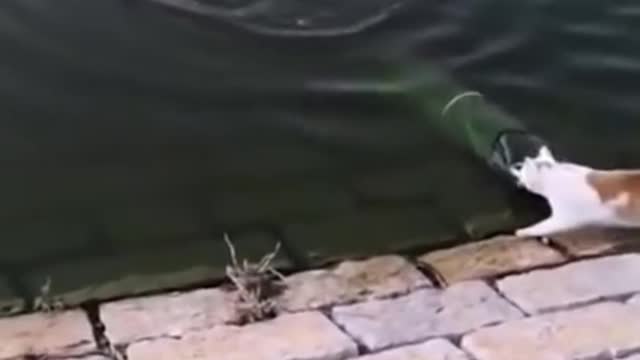 cat catch the fish