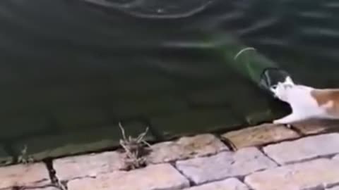 cat catch the fish