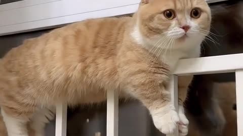 A cat that loves gymnastics