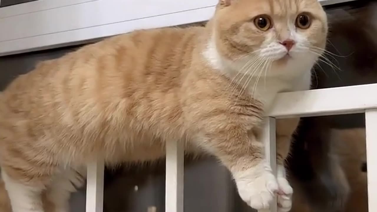 A cat that loves gymnastics