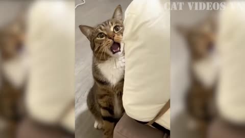 funny cat funny video