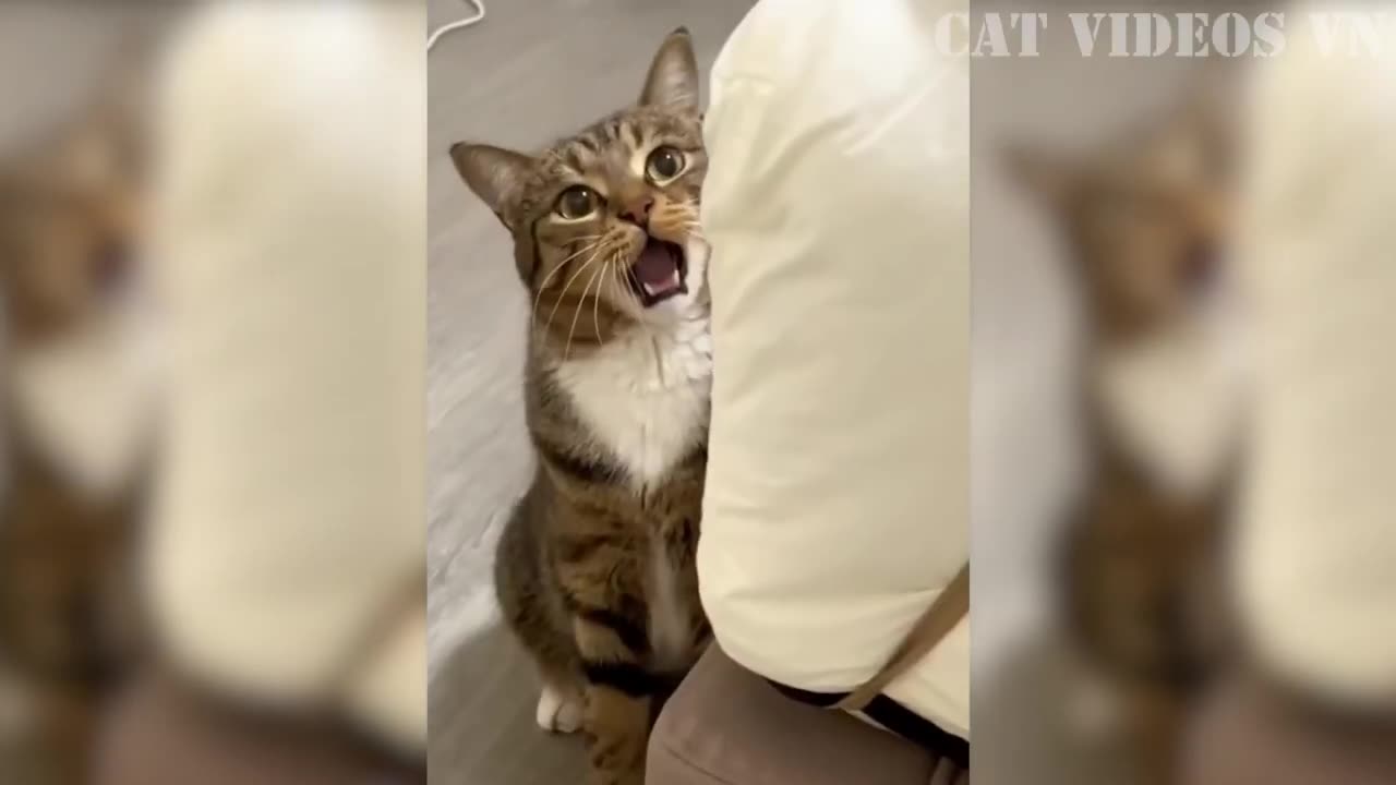 funny cat funny video