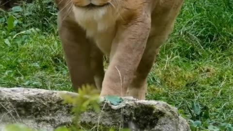 Viral moments motivational tiger