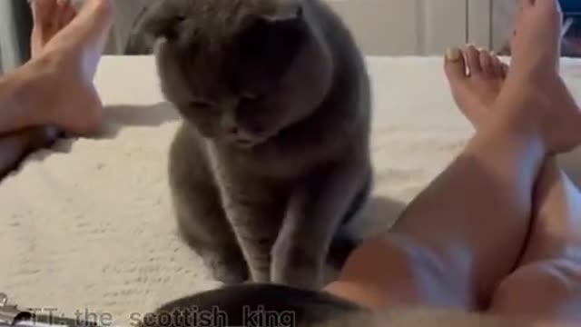 Baby Cats Cute and Funny Baby Cat Videos Compilation