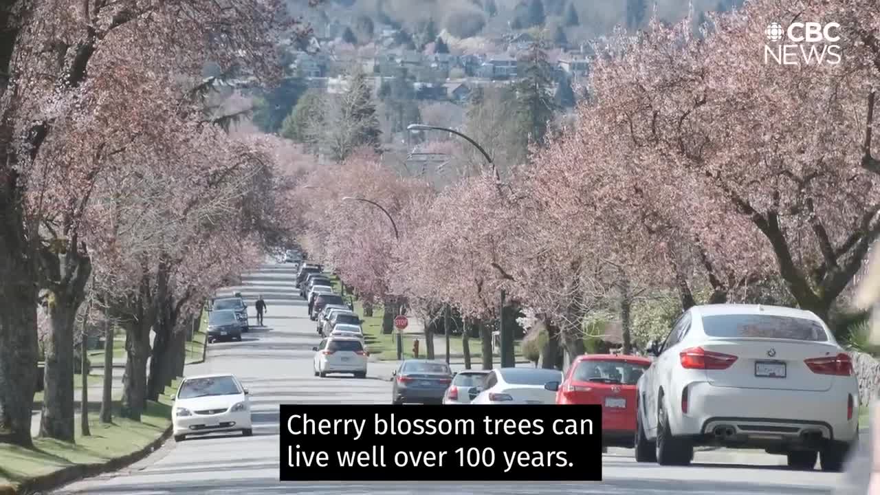 Vancouver's cherry blossoms have deep roots in Japanese culture