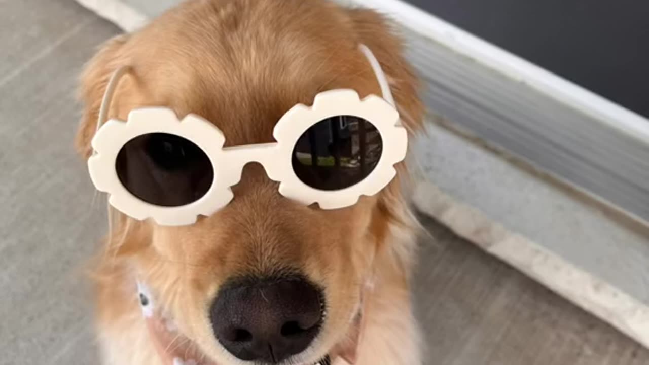 The stylish pup gets up to a lot of mischief