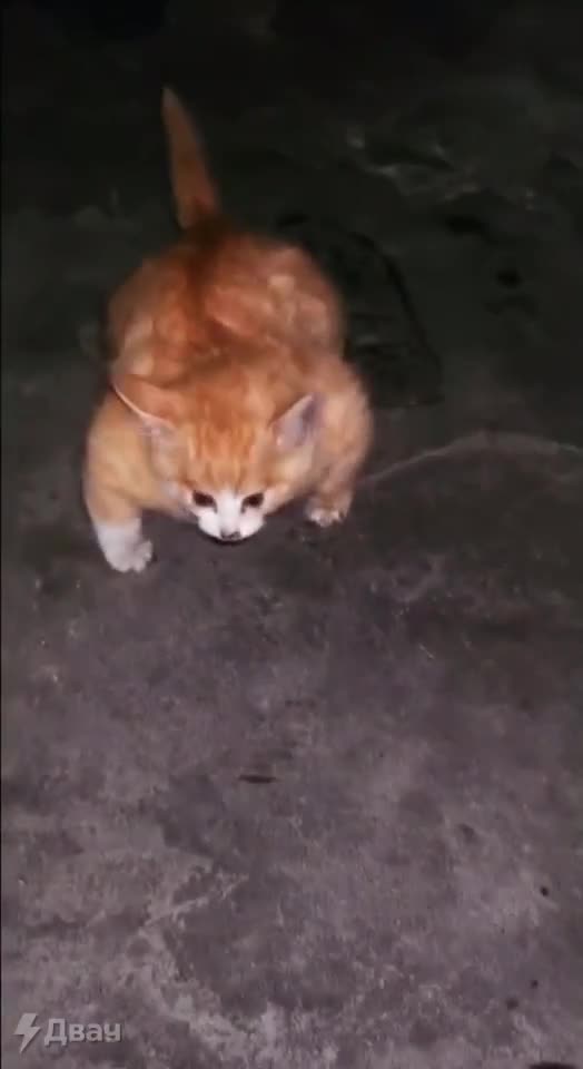 Buff kitten is still just a kitten