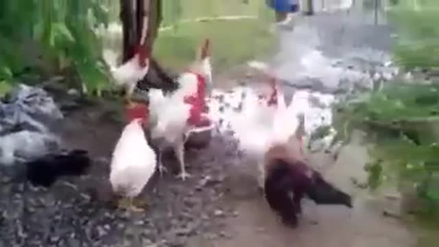 Coq 🐓 vs coq 🐓