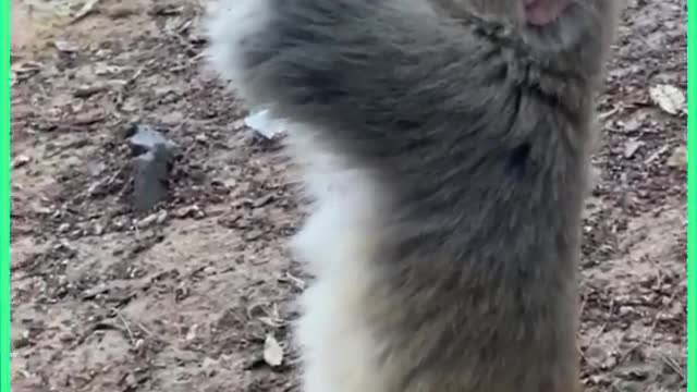 Adorable Monkey Fun Video