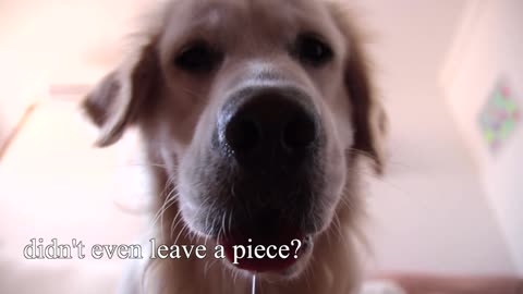 Cute Dog Asks Treats from Subscribers [Cuteness Overload