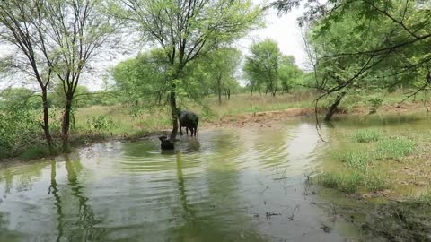 A couple of buffaloes bathing scene