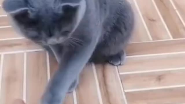 smartest cat