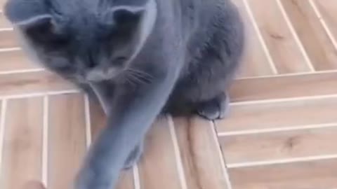 smartest cat