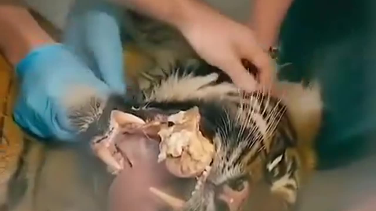 Incredible moment a vet removes a large & painful chunk of bone that's stuck to a tigers tooth.