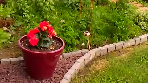 German Shepherd screaming at the garden hose