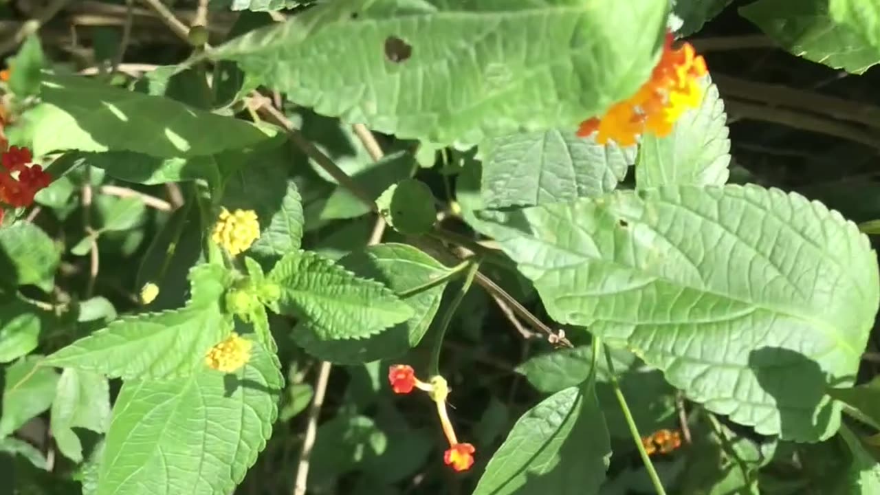 LANTANA ATRAI BORBOLETAS