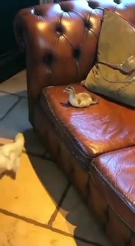 Duck doing duck stuff
