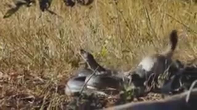 The best battles of the animal world, Harsh Life of Wild Animals, Lion, Buffalo, Leopard, Jackal,
