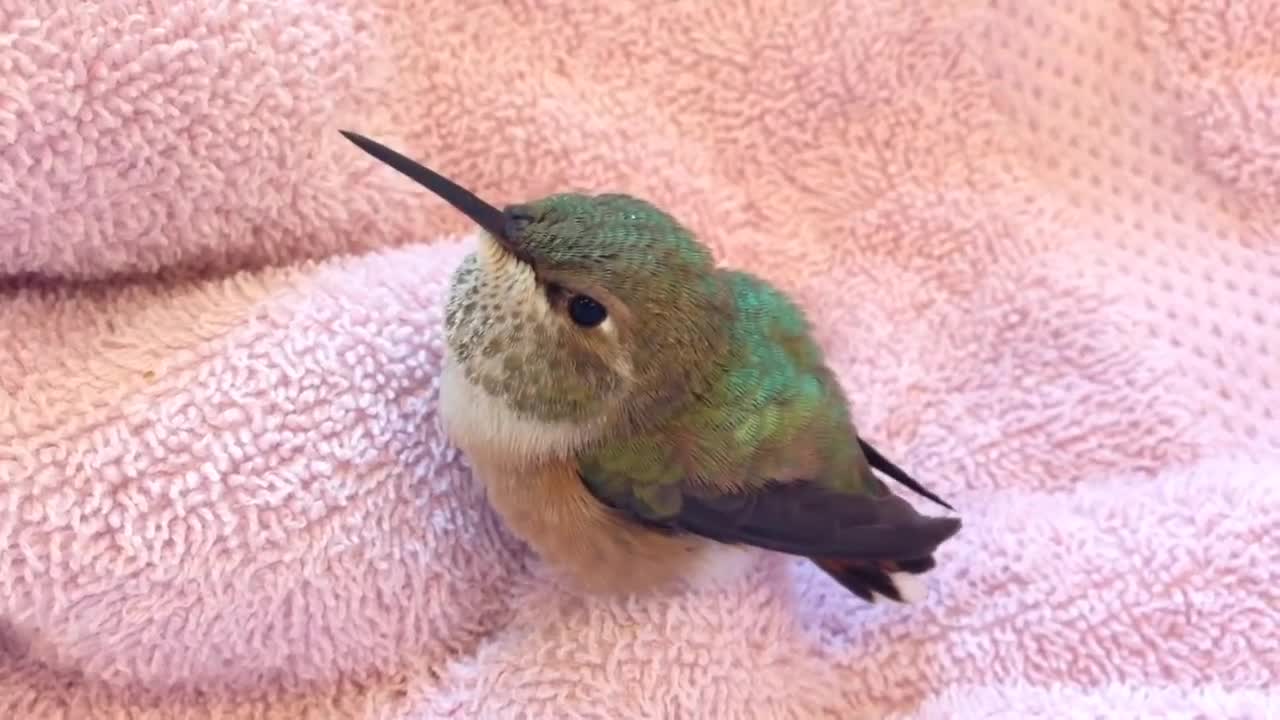 Baby Rufous Hummingbird