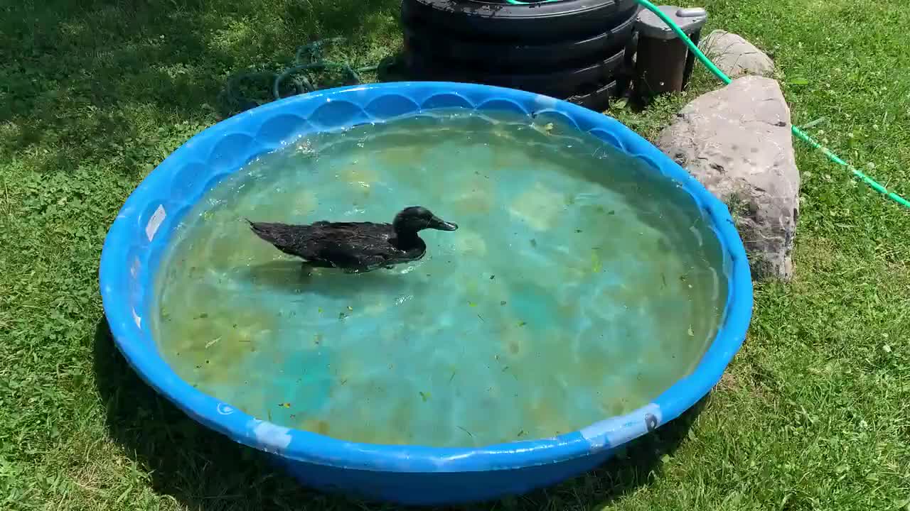 Duck Dips in Water While Taking Bath Inside Kids Pool at Garden