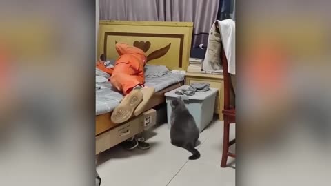 Funny animals video