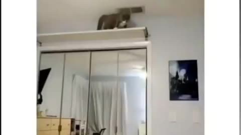 Funny animals
