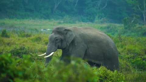 Wild animal elephant short clip🐘🐘🐘🐘