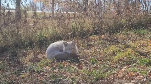 Sanctuary foxes relax on a fall day