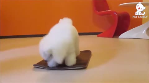 Funny_Animal_video!!!!!