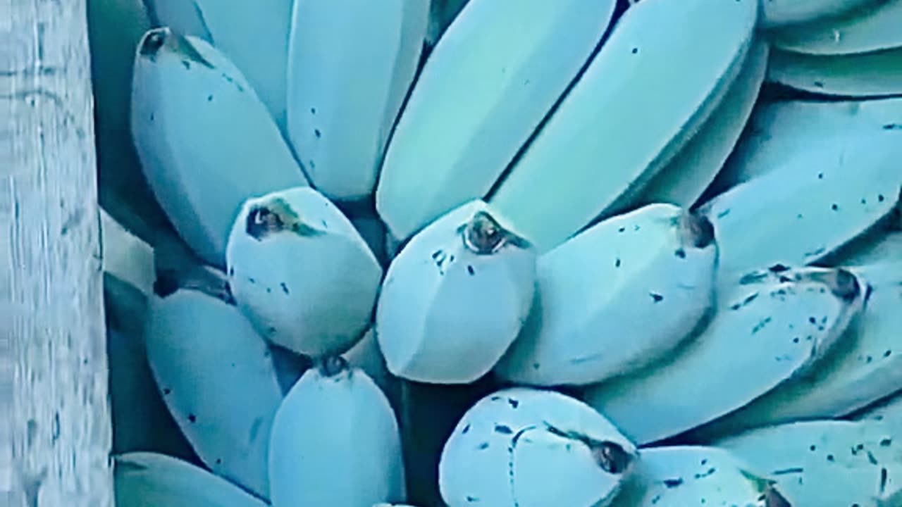 Blue Bananas || Species || myths of world