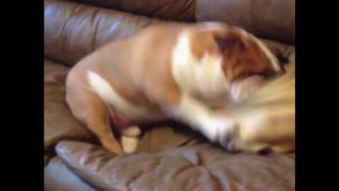 Bulldog Wears Bulldog Mask