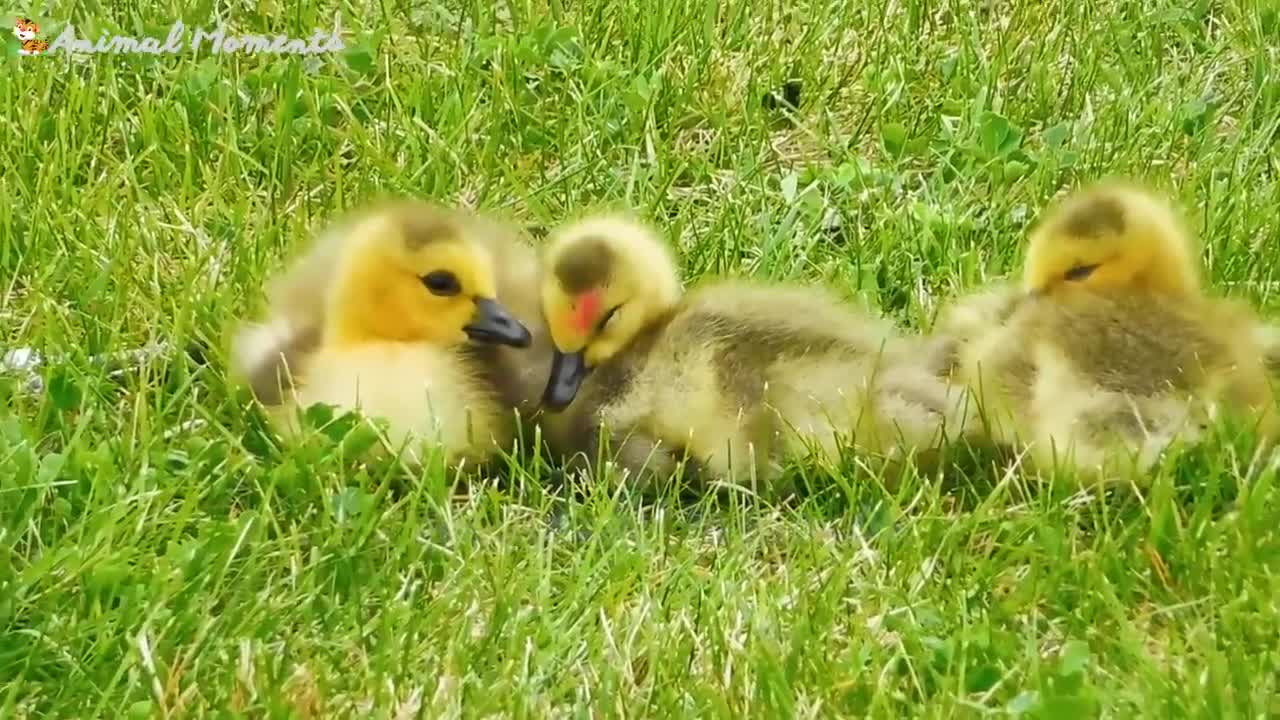 CUTE LITTLE ANIMALS - KITTEN, PUPPY, CHICK, COW, SQUIRREL, BEAR - ANIMAL VIDEOS