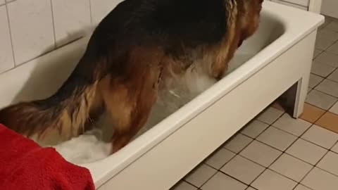 German Shepherd Plays in Bathtub