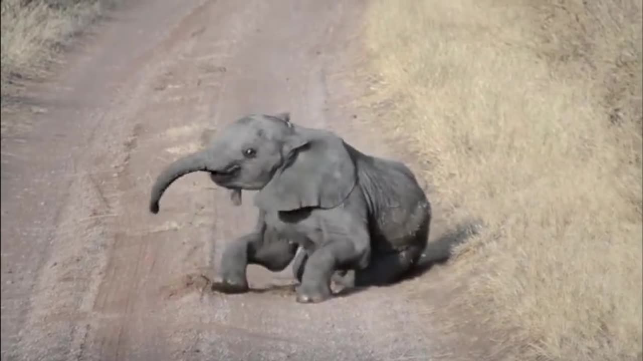 Baby elephant falls into road, struggles to get up again