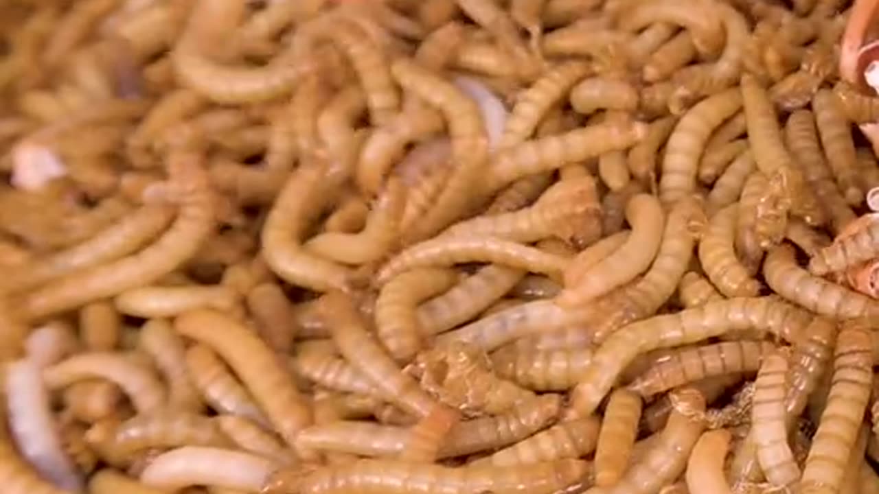 mealworms vs lobster