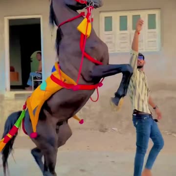 Horse dance with stylish horse