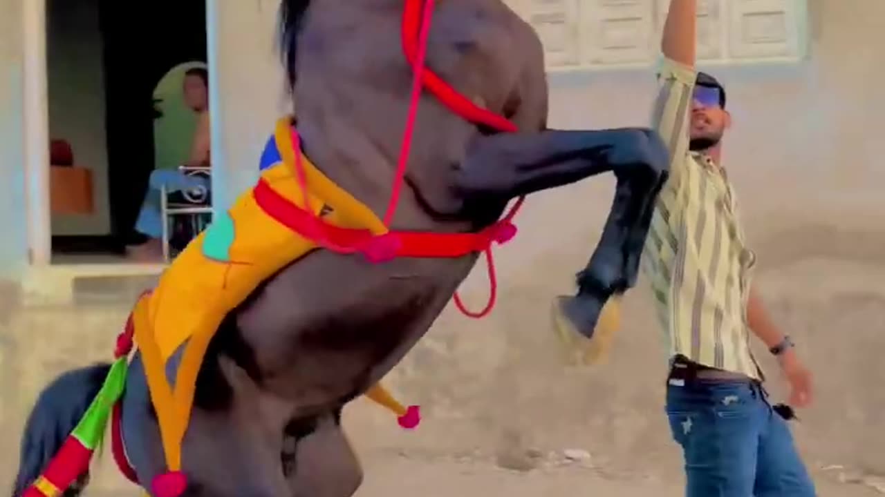 Horse dance with stylish horse