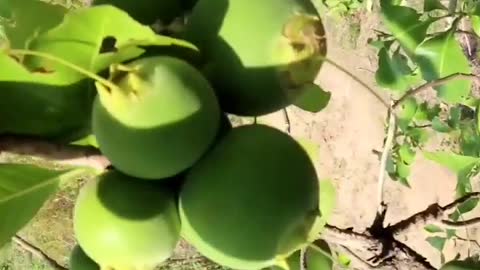 Green Fruit from Forest