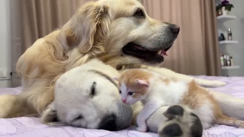 Tiny Kitten Wakes Up Golden Retriever Puppy