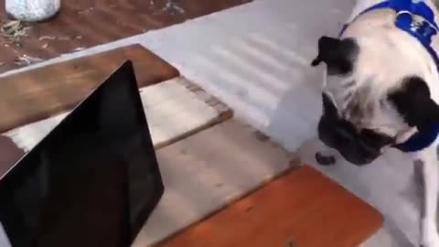 Pug watching screaming pug rocket