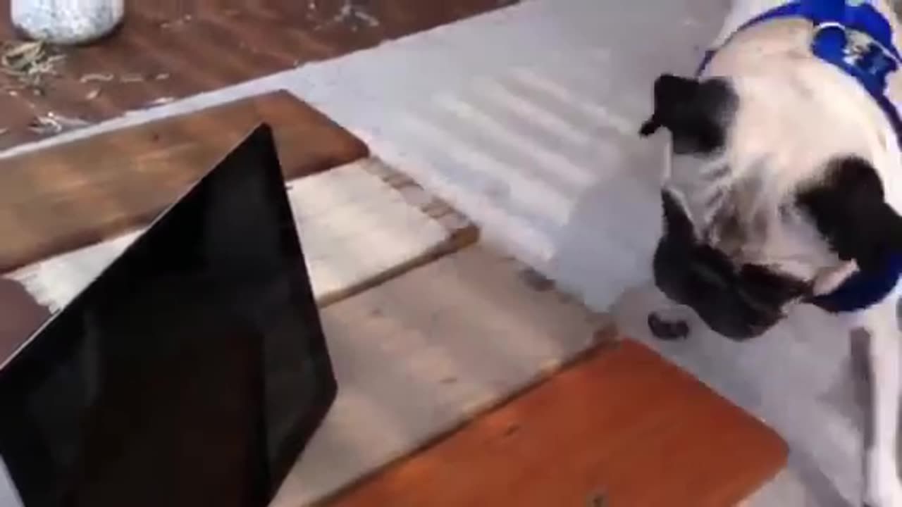 Pug watching screaming pug rocket