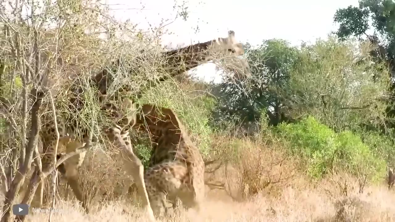animal fight clips
