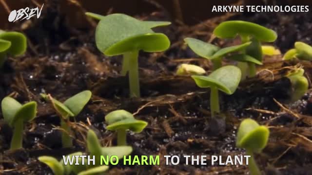 Plants Can Charge Your Phone