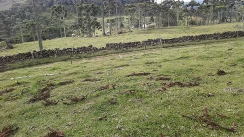 Canto das curicacas