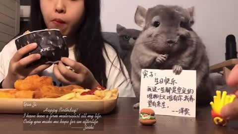 Today's menu: Vegetarian hamburger, chinchilla has been greedy to cry