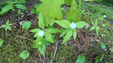 Starflowers