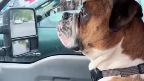 A dog that stares at a handsome dog